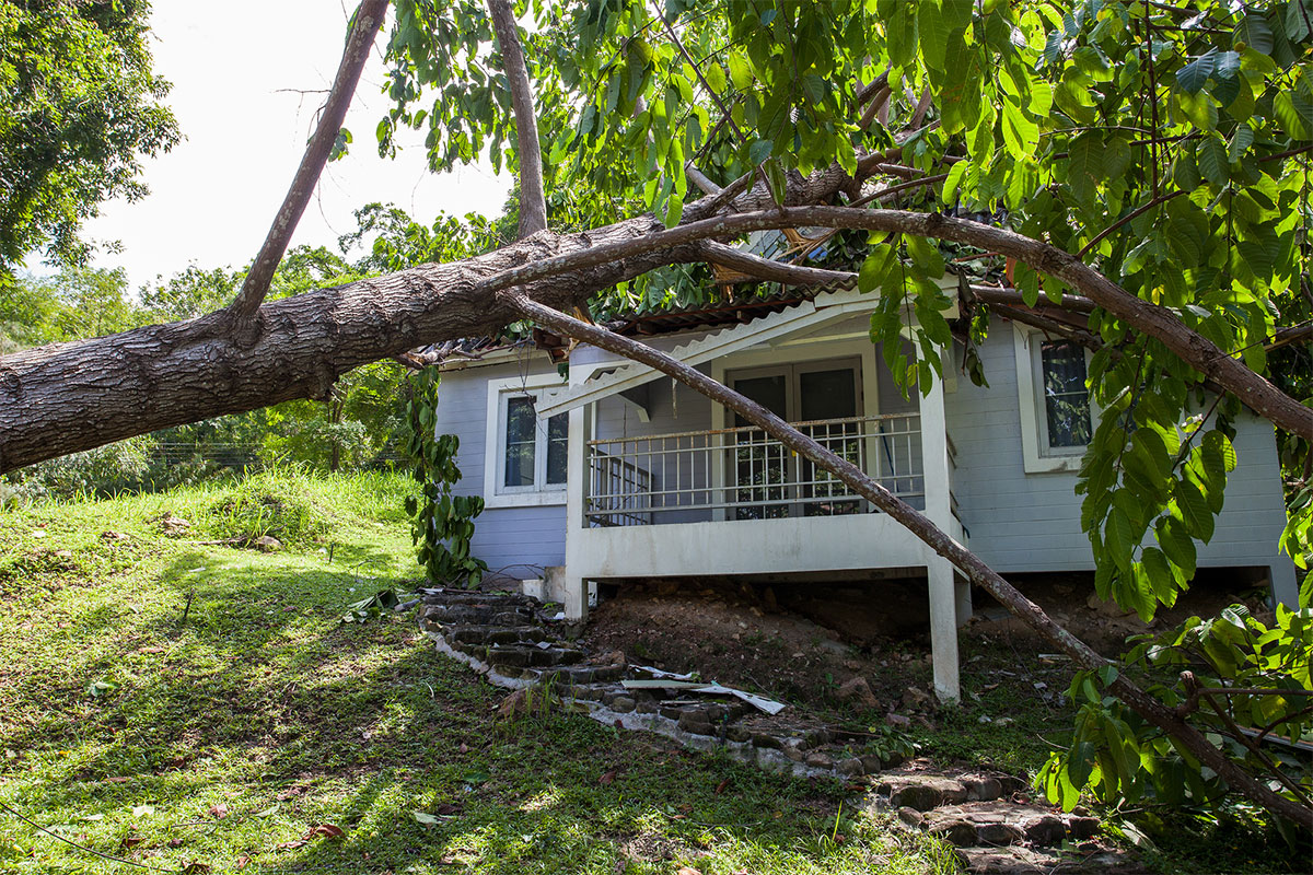The New Northern Tree Services work site